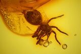 Detailed Fossil Spider (Araneae) in Baltic Amber #128354-3